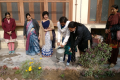 Tree Plantation